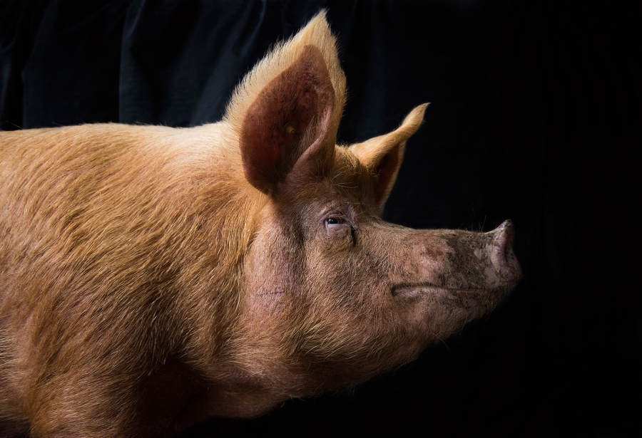 Wildlife-Animals - Professional - 1st Place - Claire Watson