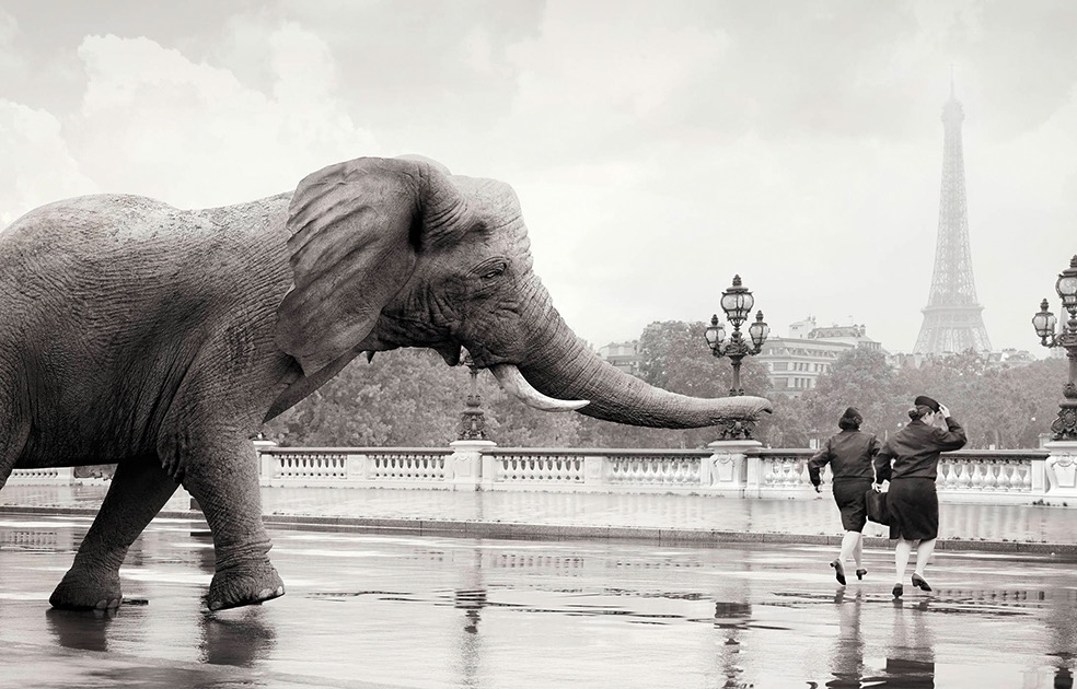 Lost Animals © Tom Nagy