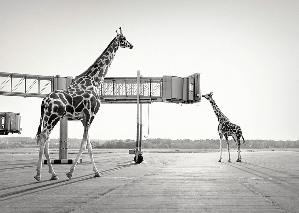 Lost Animals © Tom Nagy