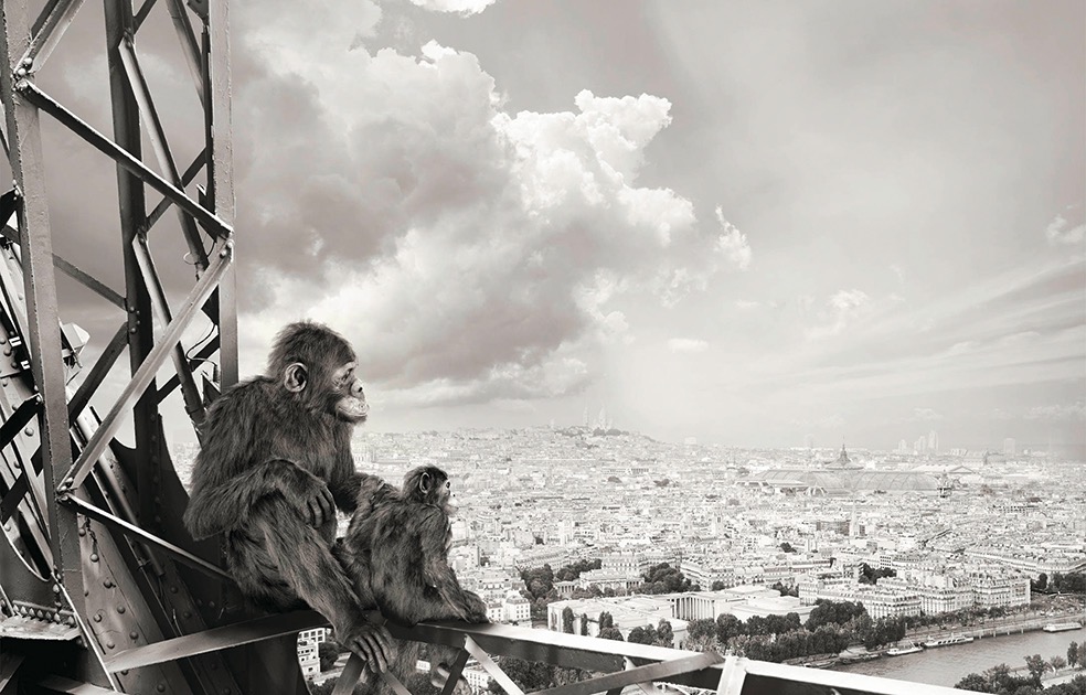Lost Animals © Tom Nagy