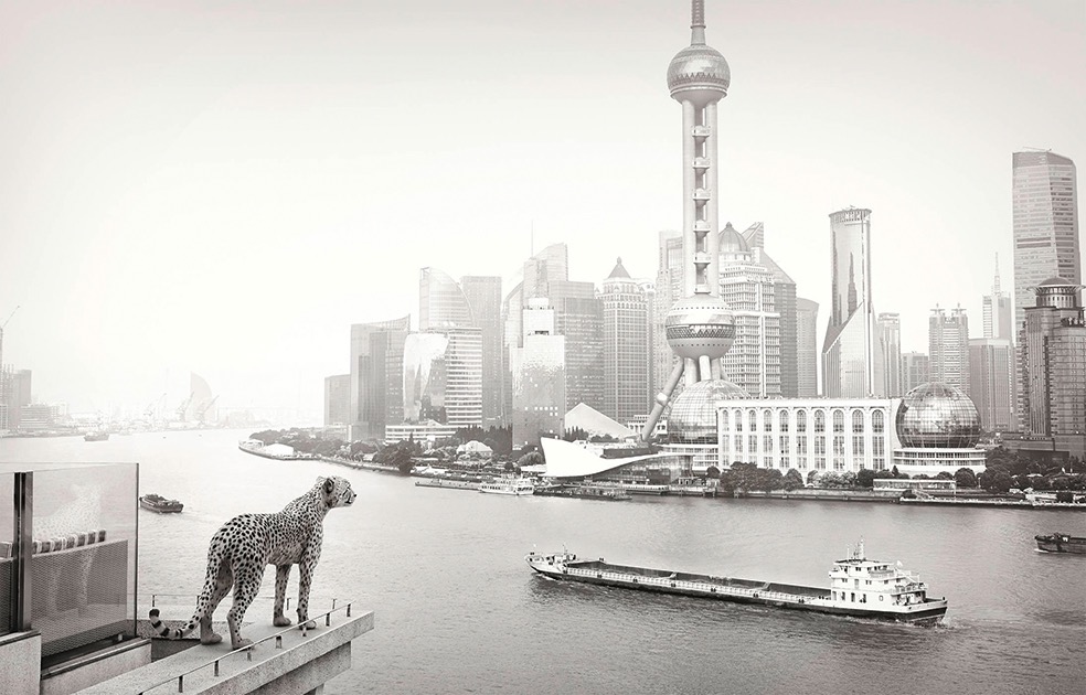 Lost Animals © Tom Nagy