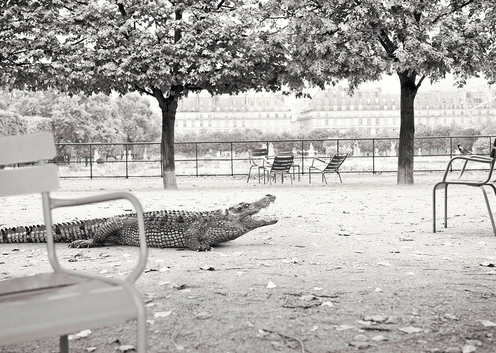Lost Animals © Tom Nagy