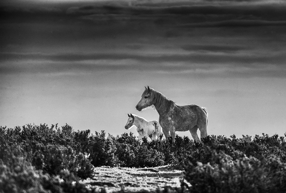 © Eliseo Miciu