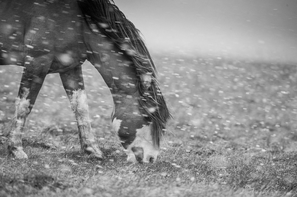 © Eliseo Miciu