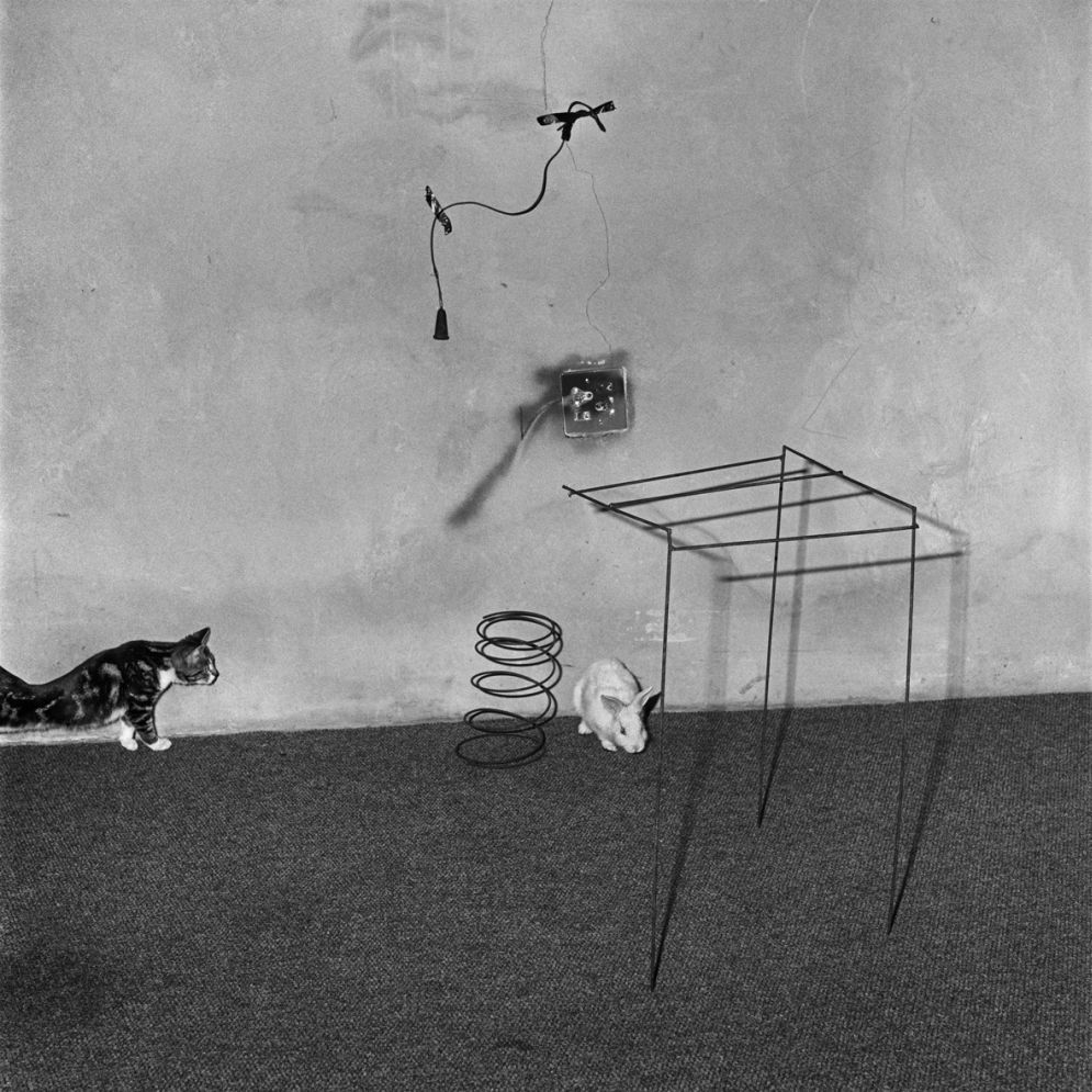 Animal Abstraction © Roger Ballen