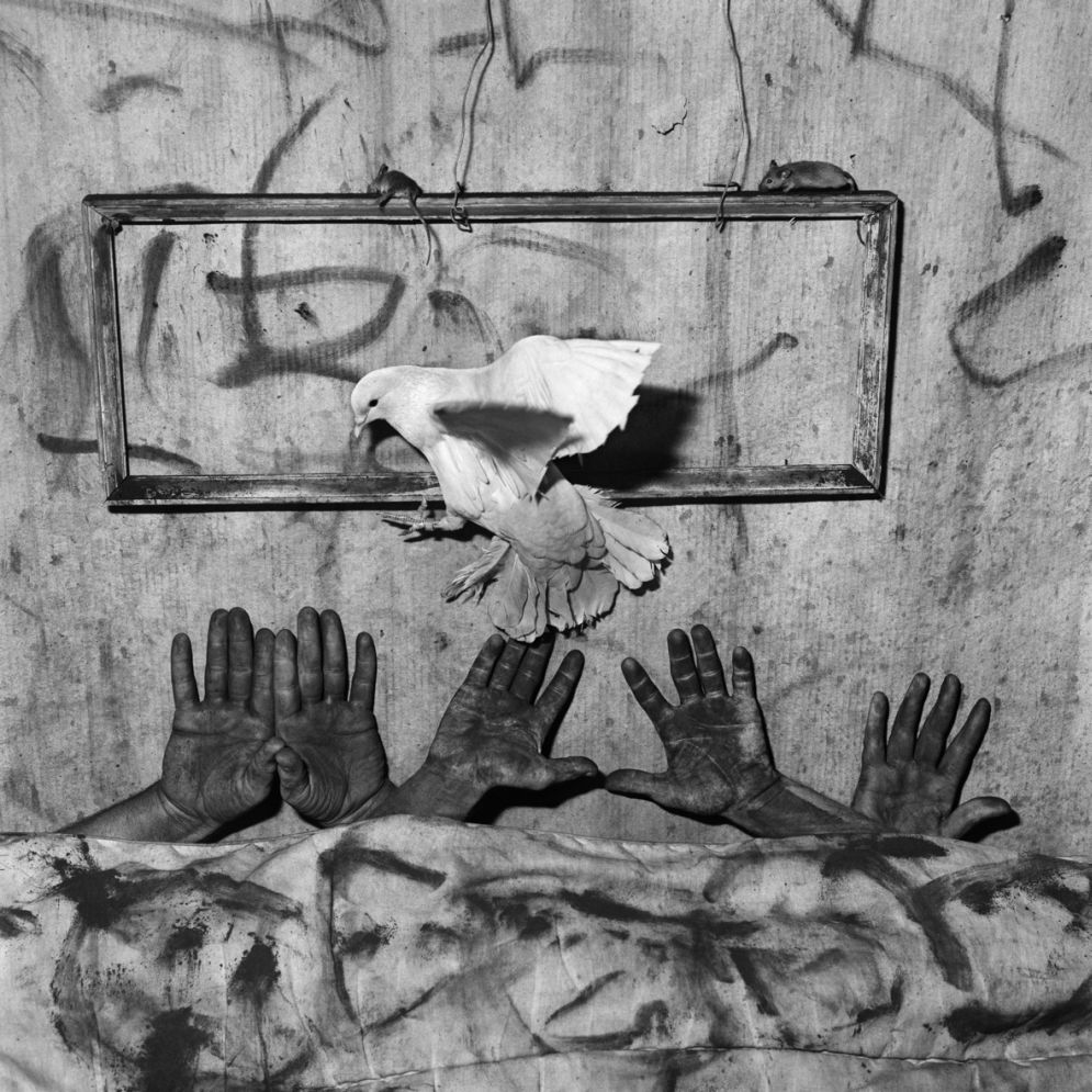Animal Abstraction © Roger Ballen