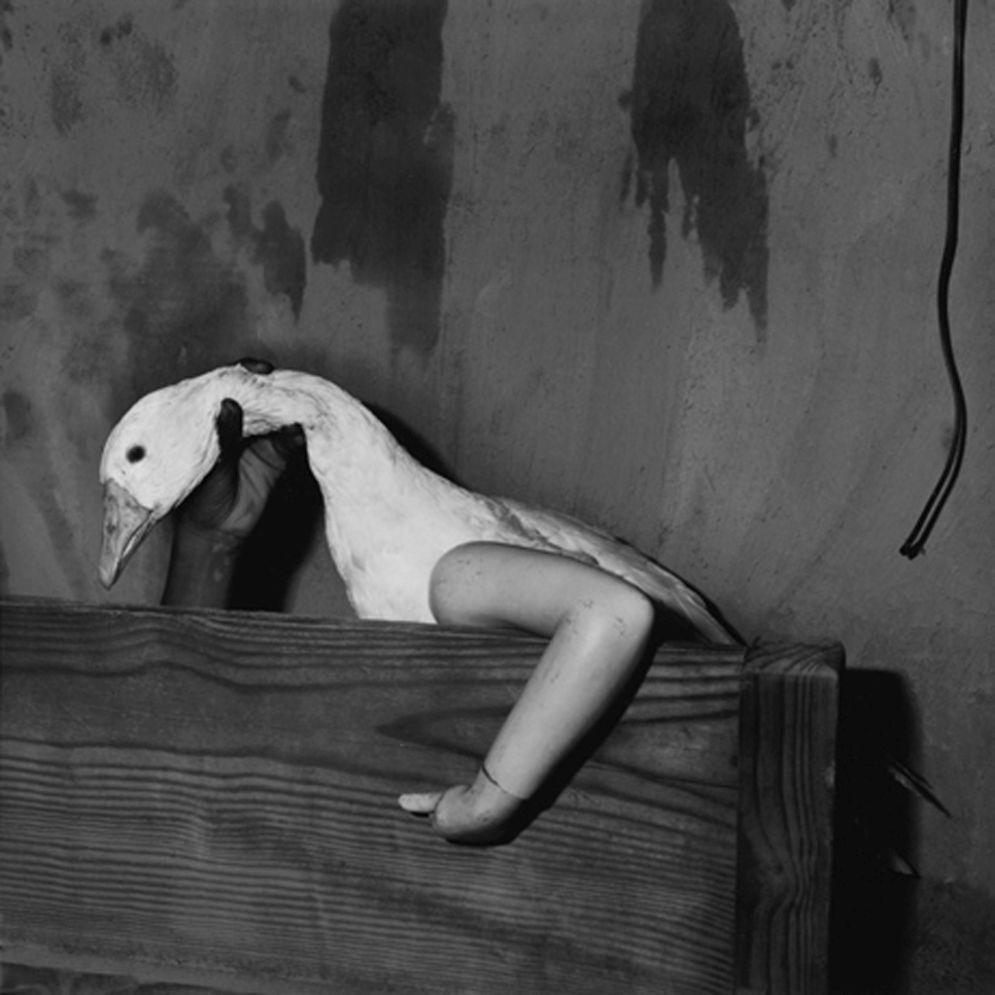 Animal Abstraction © Roger Ballen