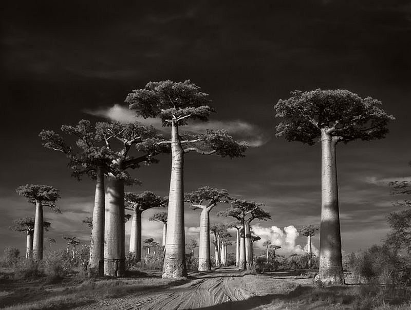 Ancient Trees © Beth Moon