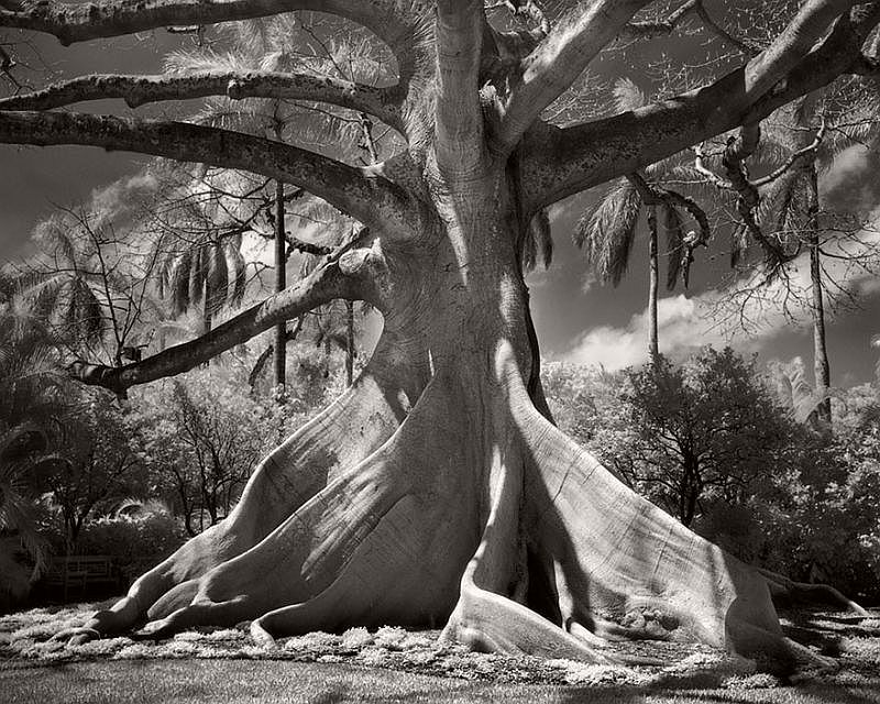 Ancient Trees © Beth Moon