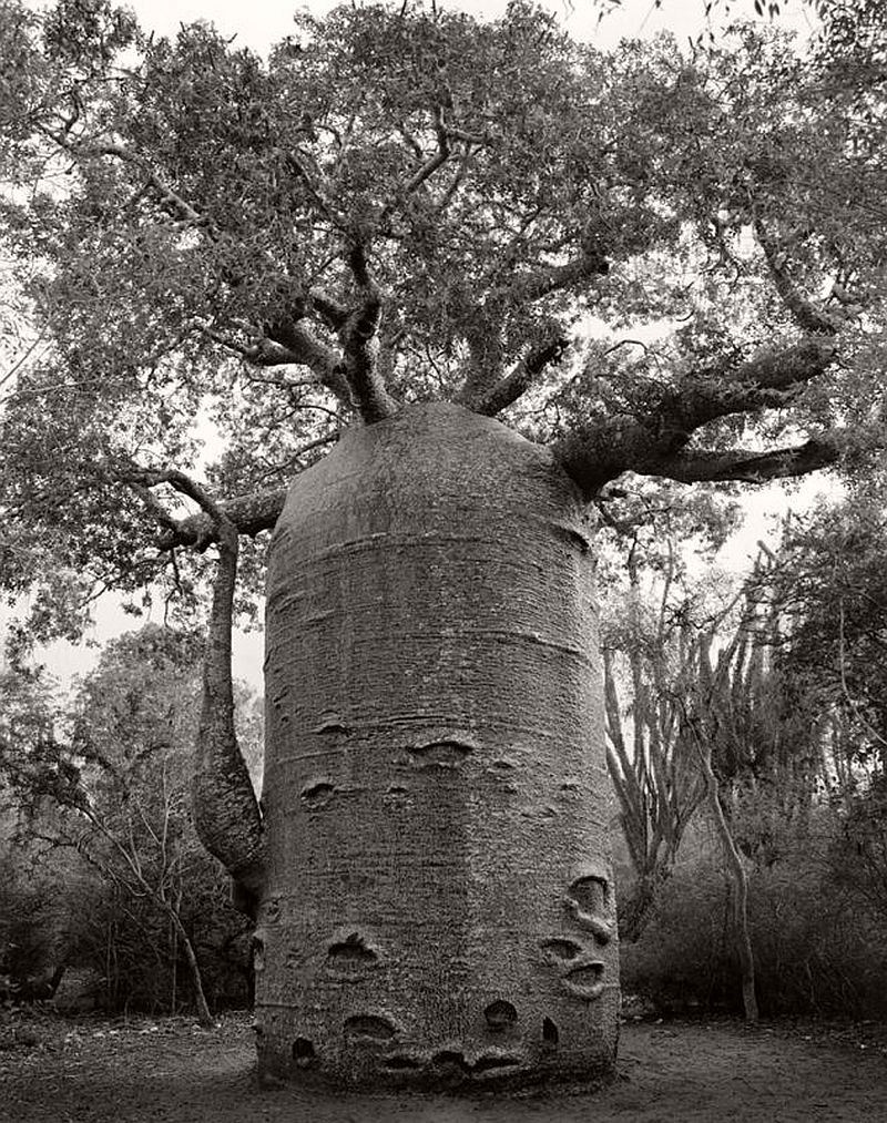 Ancient Trees © Beth Moon