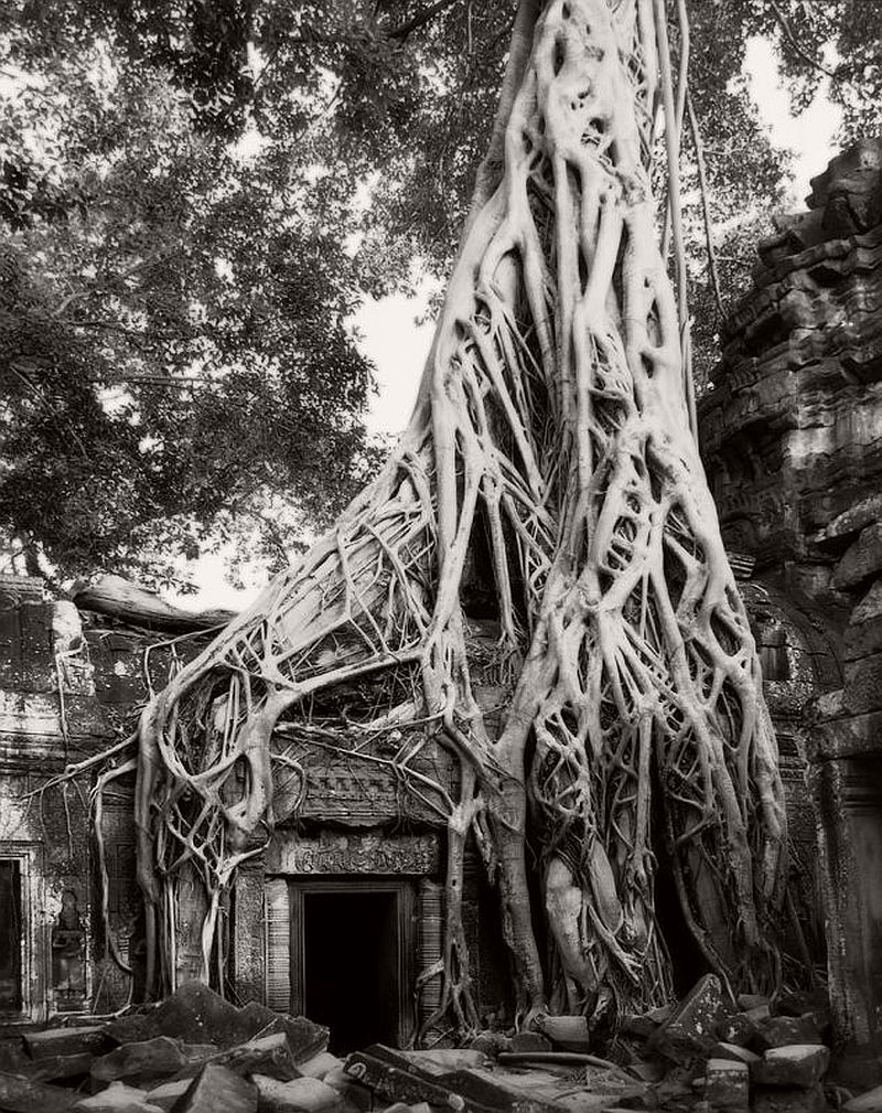 Ancient Trees © Beth Moon