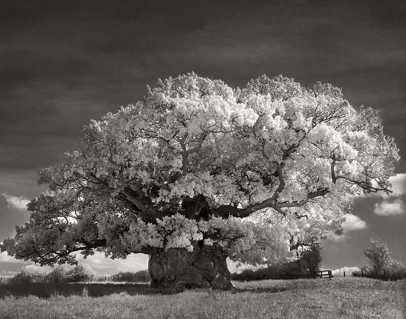 Ancient Trees © Beth Moon