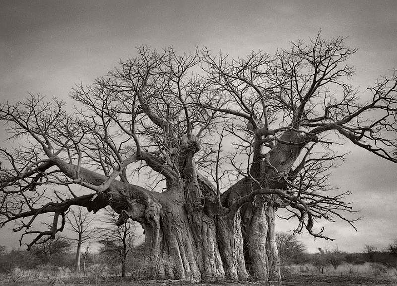 Ancient Trees © Beth Moon