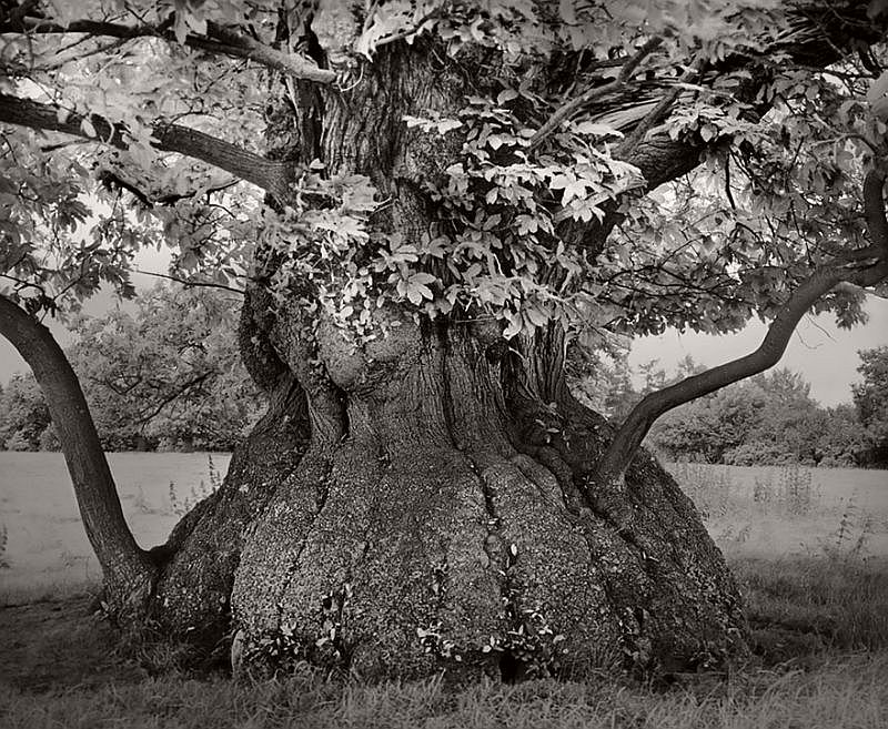 Ancient Trees © Beth Moon