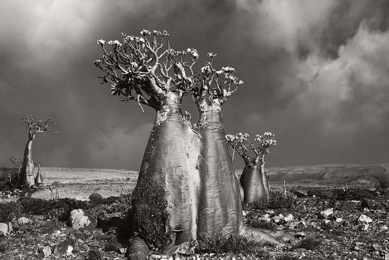 Ancient Trees © Beth Moon