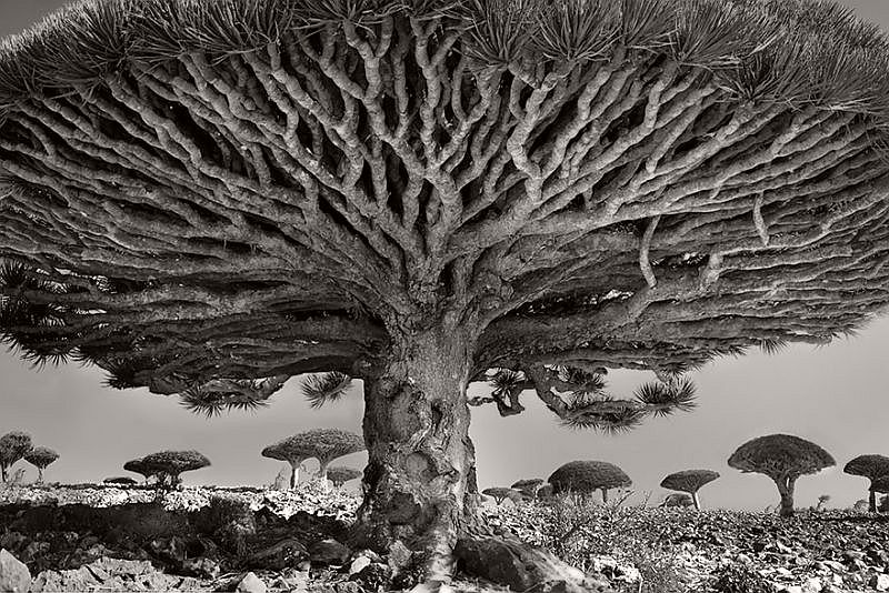 Ancient Trees © Beth Moon