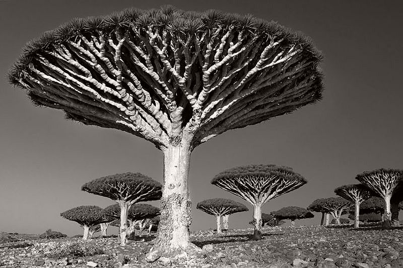 Ancient Trees © Beth Moon
