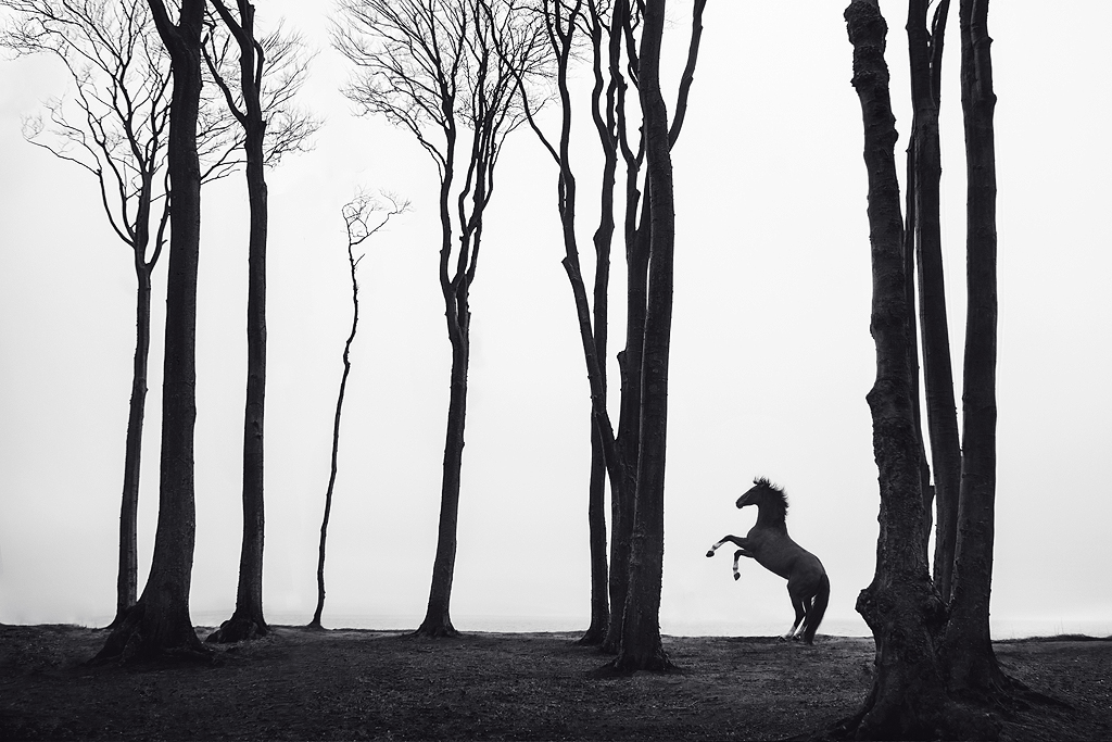 Carina Maiwald - 1st Place Fine Art: Landscape - Professional